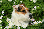 female Jack Russell Terrier in spring
