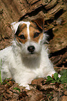female Jack Russell Terrier in autumn