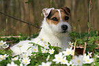 female Jack Russell Terrier in spring
