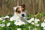 female Jack Russell Terrier in spring