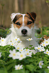 female Jack Russell Terrier in spring