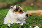 female Jack Russell Terrier in spring