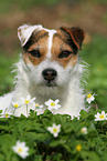 female Jack Russell Terrier in spring