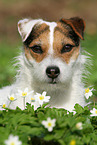 female Jack Russell Terrier in spring