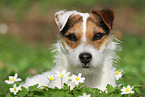 female Jack Russell Terrier in spring
