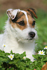 female Jack Russell Terrier in spring