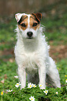 female Jack Russell Terrier in spring