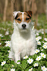 female Jack Russell Terrier in spring