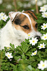 female Jack Russell Terrier in spring