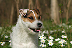 female Jack Russell Terrier in spring