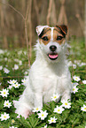 female Jack Russell Terrier in spring
