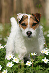 female Jack Russell Terrier in spring