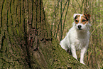 female Jack Russell Terrier in autumn