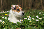 female Jack Russell Terrier in spring
