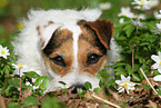 female Jack Russell Terrier in spring