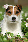 female Jack Russell Terrier in spring