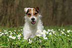 female Jack Russell Terrier in spring