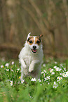 female Jack Russell Terrier in spring