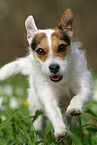 female Jack Russell Terrier in spring