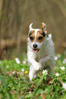 female Jack Russell Terrier in spring