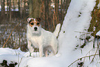 female Jack Russell Terrier in the snow