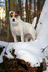 female Jack Russell Terrier in the snow