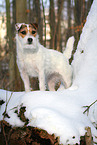 female Jack Russell Terrier in the snow