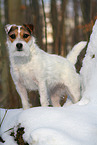 female Jack Russell Terrier in the snow