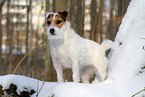 female Jack Russell Terrier in the snow