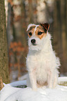 female Jack Russell Terrier in the snow