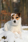 female Jack Russell Terrier in the snow