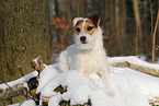 female Jack Russell Terrier in the snow