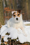 female Jack Russell Terrier in the snow