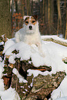 female Jack Russell Terrier in the snow
