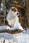 female Jack Russell Terrier in the snow