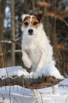 female Jack Russell Terrier in the snow