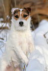 female Jack Russell Terrier in the snow