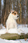 female Jack Russell Terrier in the snow