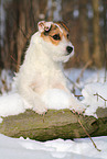 female Jack Russell Terrier in the snow