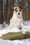 female Jack Russell Terrier in the snow