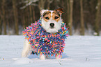 female Jack Russell Terrier in the snow