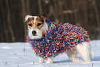 female Jack Russell Terrier in the snow