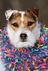 female Jack Russell Terrier in the snow