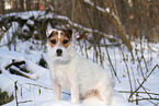 female Jack Russell Terrier in the snow
