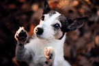 Jack Russell Terrier