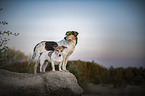 dogs