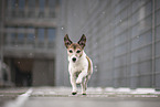 Jack Russell Terrier