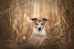 Jack Russell Terrier