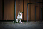 Jack Russell Terrier