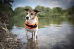 Jack Russell Terrier